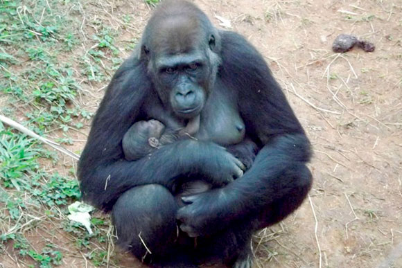 Mãe, com o filhote gorila recém nascido / Foto: Divulgação
