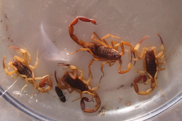 Prevenção de acidentes com escorpiões / Foto: Divulgação