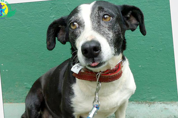 A cadela Flor é um dos animais disponíveis para adoção / Foto: Divulgação