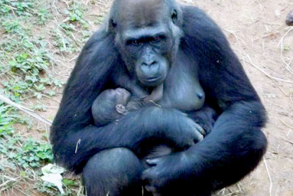 Gorilinha será batizado com nome tupi-guarani / Foto: Divulgação