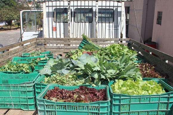 Verduras do projeto foram entregues na Vila Vicentina / Foto: Divulgação