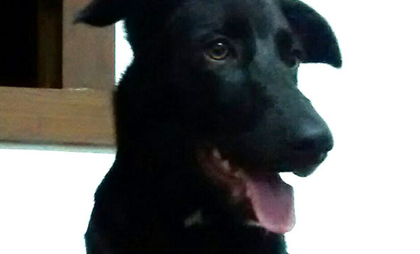 Leona, cadela desaparecida / Foto: Divulgação dono