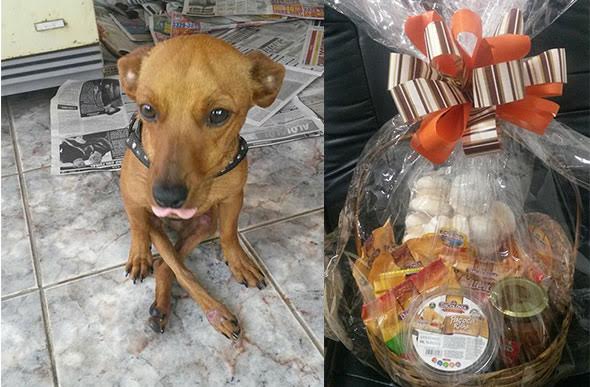 A rifa é de uma cesta de doces para ajudar na recuperação do cão Messi/Foto: Denise Hebach