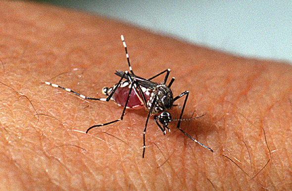 Aedes aegypti / Foto: ioc.fiocruz.br