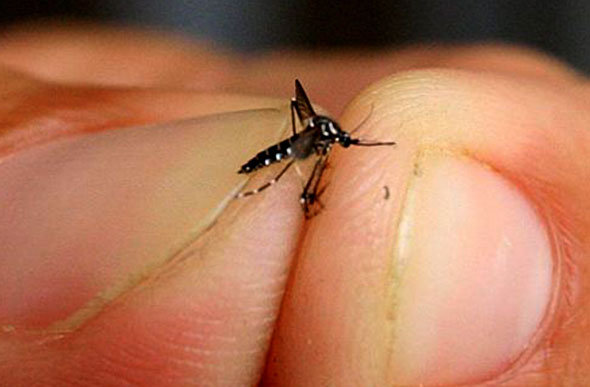 Mosquito transmissor da dengue, Zika, chikungunya / Foto: vvale.com.br