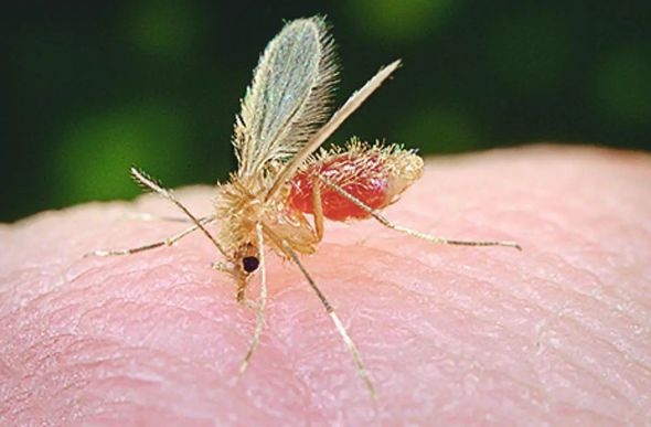 Mosquito-palha é o transmissor da leishmaniose — Foto: James Gathany/Commons