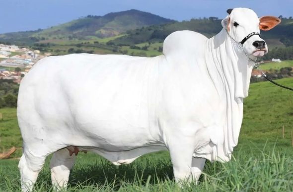 Vaca Viatina-19 tem pouco mais de três anos e um futuro reprodutivo promissor, segundo os donos - Foto: Casa Branca Agropastoril / Divulgação