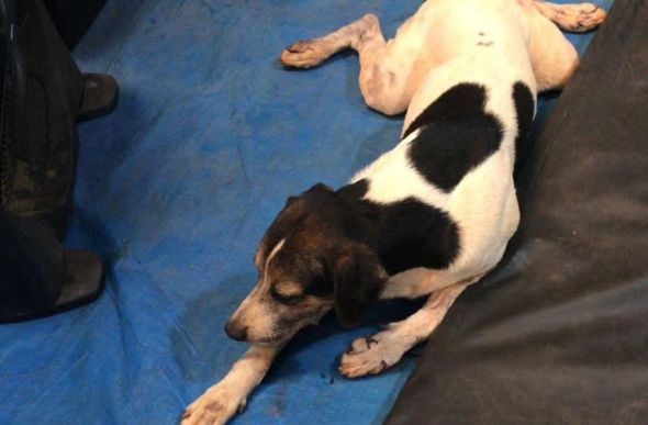 Cão 'Piloto' recebe atendimento veterinário após ter os testículos cortados — Foto: Arquivo pessoal / reprodução