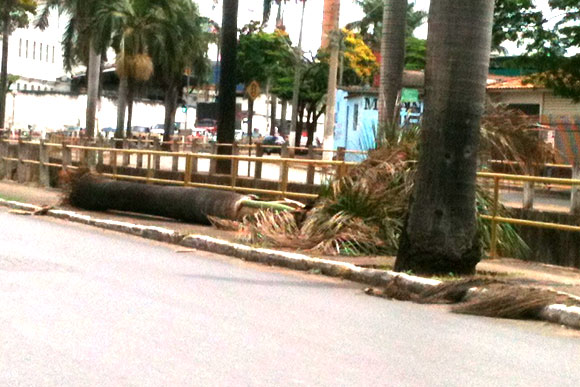 Palmeira derrubada pelo vento na Av.Dr. Renato Azeredo / Foto: Marcelo Paiva