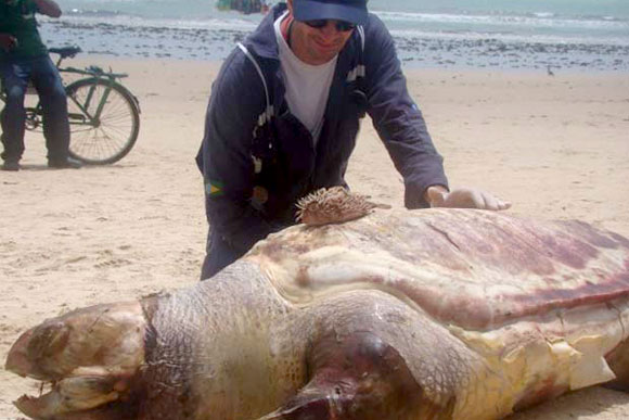 Tartaruga foi encontrada na praia de Boa Viagem / Foto: Adriano Artoni