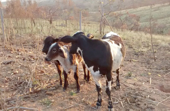 O gado foi localizado e devolvido ao dono/Foto: Polícia Civil