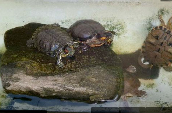 Vários animais exóticos e silvestres foram apreendidos, dentre eles três tartarugas / Foto Divulgação: PMMA