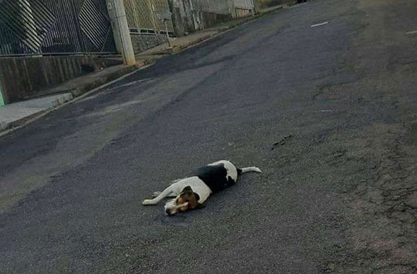 Animais estão sendo encontrados mortos em vários pontos da cidade (foto: REprodução/Facebook)