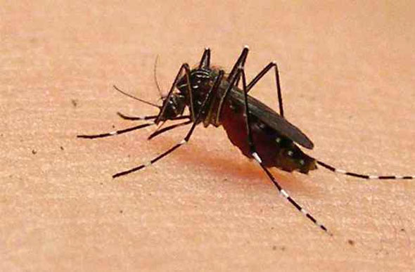 Maioria dos casos de dengue ocorrem no meio urbano - Foto: Zac Declerck/Flickr