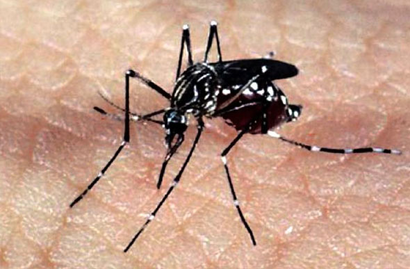 Recursos serão direcionados pela Secretaria de Saúde para ações de controle da dengue em 72 municípios./ Foto: Arquivo/Agência Brasil/ 
