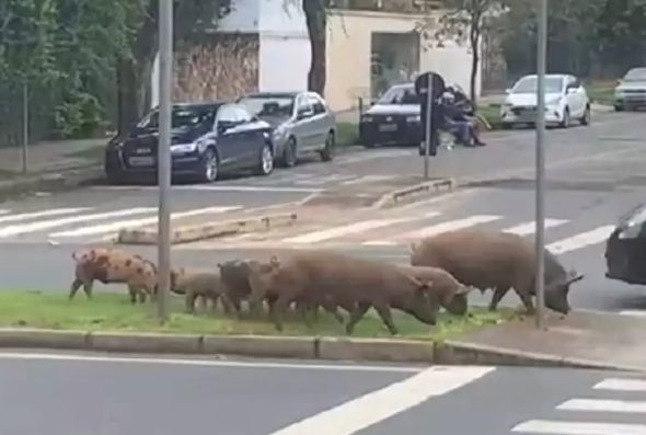 Porquinhos passeiam pelas ruas da capital e são filmados por várias pessoas (foto: Reprodução/Twitter)