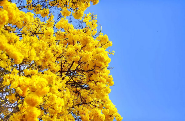 Ipê Amarelo pode florescer ainda mais no início da primavera - Foto: Cris Mattos